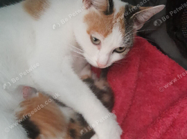 Female coloured kitten