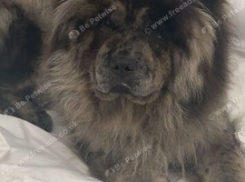 Female chow chow