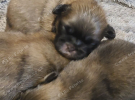 3 Pekingeses Puppies