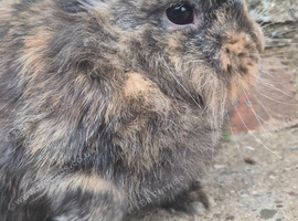 Lionhead doe
