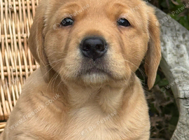Labrador puppy