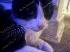 4 kittens available