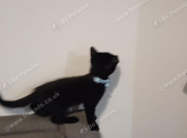 Mix breed black kitten boy