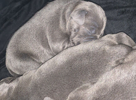 Blue staffy pups