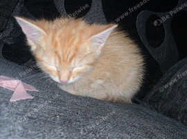 Male kitten