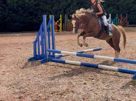 Fab allround pony