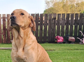 KC Registered Labrador Puppies &ndash; Excellent Working Lines
