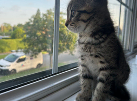 Beautiful female tabby