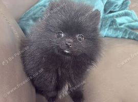 TINY Black Teddy Bear faced Pomeranian Female