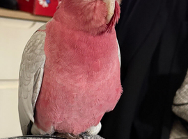 Stunning young Galah