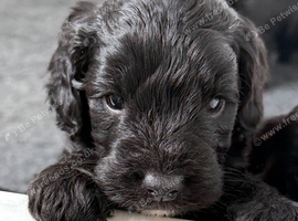 Adorable F1 ethically bred Sproodle pups