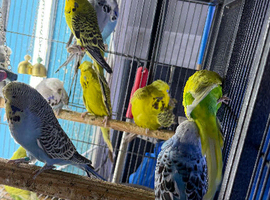 Budgies Glasgow