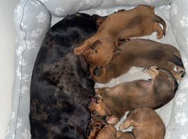 6 miniature dachshund puppys