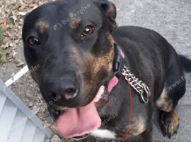 Chiccah staffy x cane corso