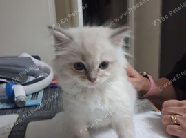 READY NOW GCCF registered Ragdoll kittens