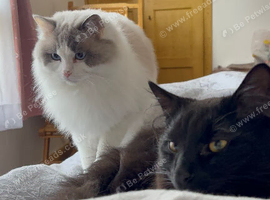 Ragdoll & black cat