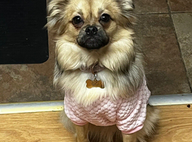 Pomeranian X