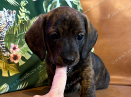 PRA clear IVDD IDC - 0 brindle selection KC registered pups
