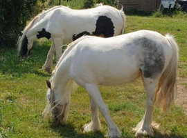 2 beautiful mare cobs