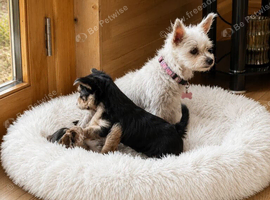 2 female yorkies ready for their forever home