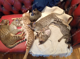 Savannah Kittens Ready For A New Loving Home