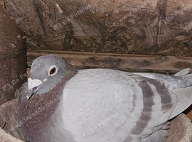 Racing pigeons