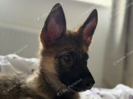 German shepherd puppy