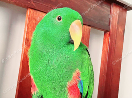 ecletus parrot