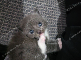 4 beautiful kittens