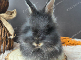 English Angora Babies