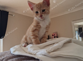 Ginger boy