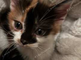 Female Calico kitten/ persian mix