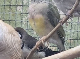 This years baby gouldian finches
