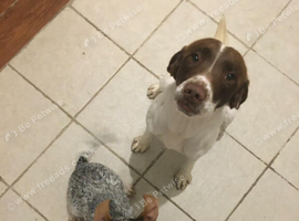 Need 2 dogs one springer spaniel male one Patterdale Cross crocker