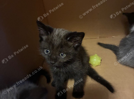 Black/Grey kitten