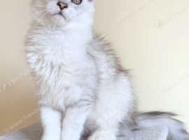 GCCF Registered Shaded Kittens