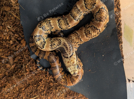 Hypo king phase false water cobras