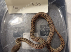 Royals plus other snakes 50% off everything f or black Friday