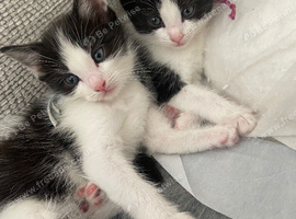 Ragdoll cross kittens