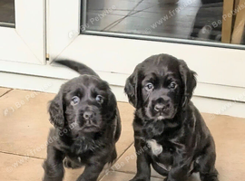For sale 2 boys from litter of 4