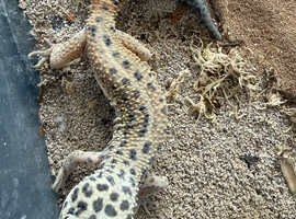 Male leopard gecko