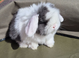 Gorgeous minilops