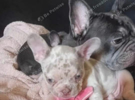 French bulldog puppies x2 males