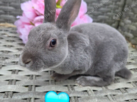 Baby mini rex looking for homes