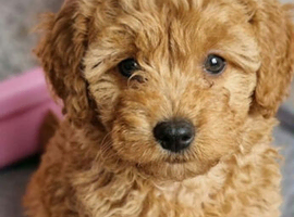 Beautiful Toy poodle puppies.
