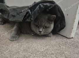 Beautiful British Shorthair Female &ndash; Loving Home Wanted