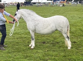 Registered section A mare