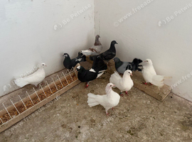10 fantails in Newcastle upon Tyne