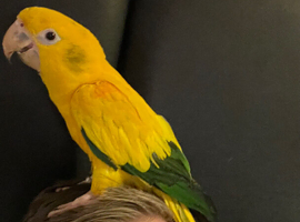Sad to sell my beloved Male Golden Conure