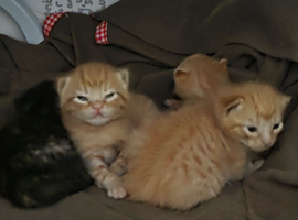 Kittens ready beginning july!
